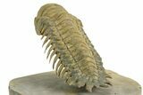 Flying Crotalocephalina Trilobite - Exposed Hypostome #359231-4